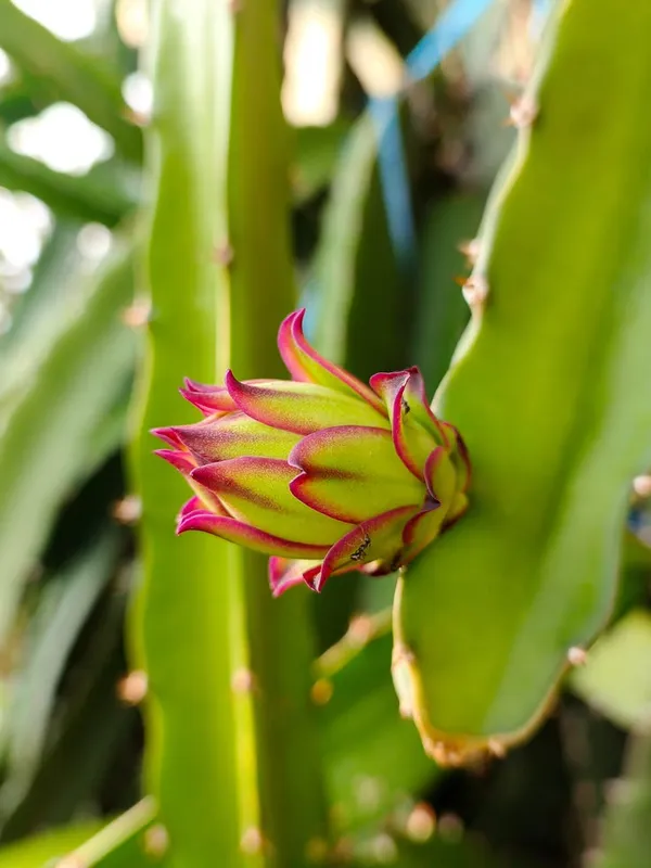 Dragon_fruit_plant