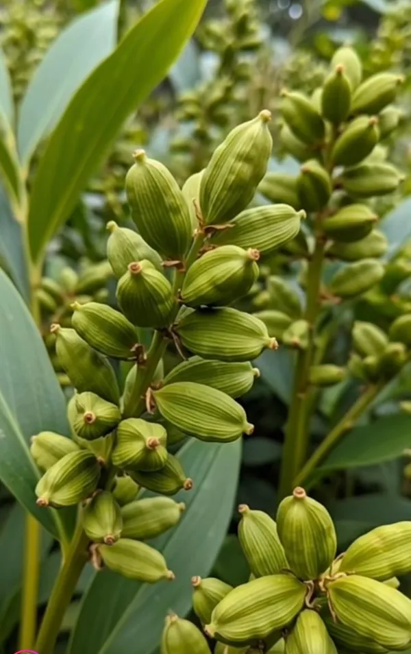Elaichi_Plant