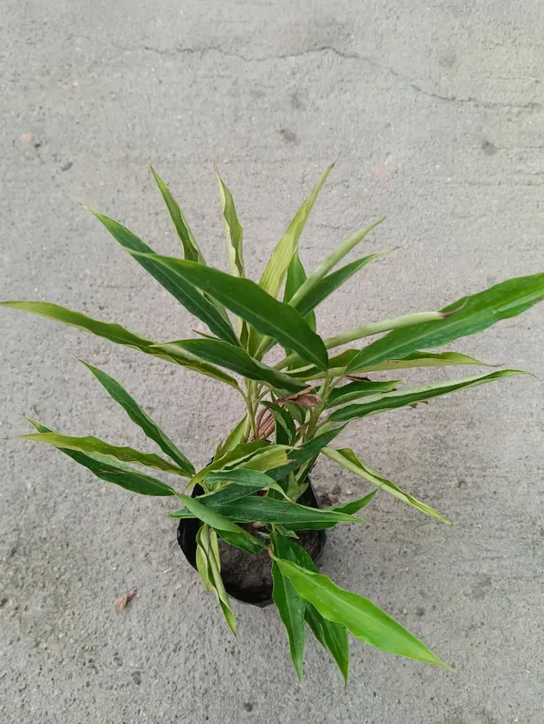 Elaichi_Plant