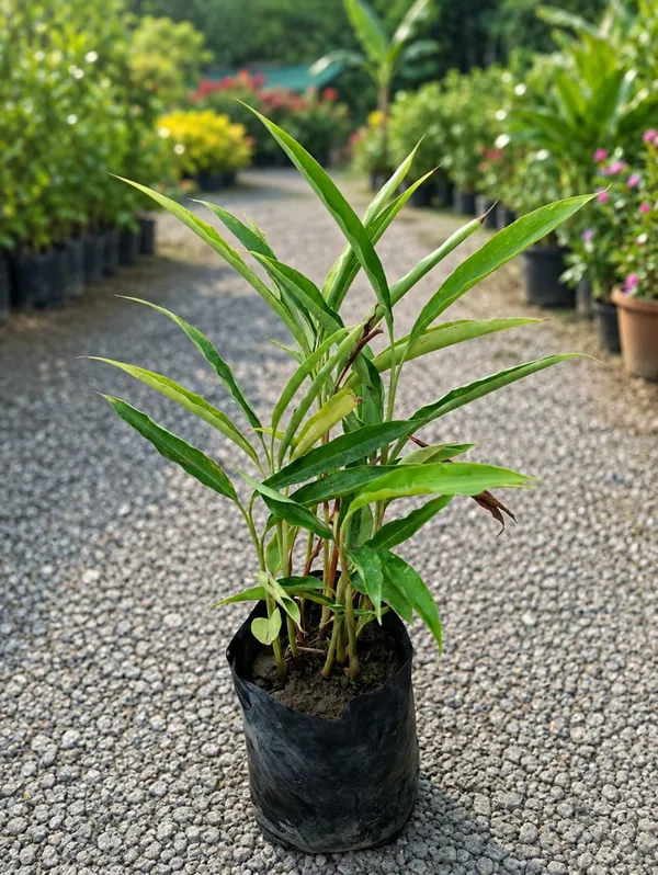 Elaichi_Plant