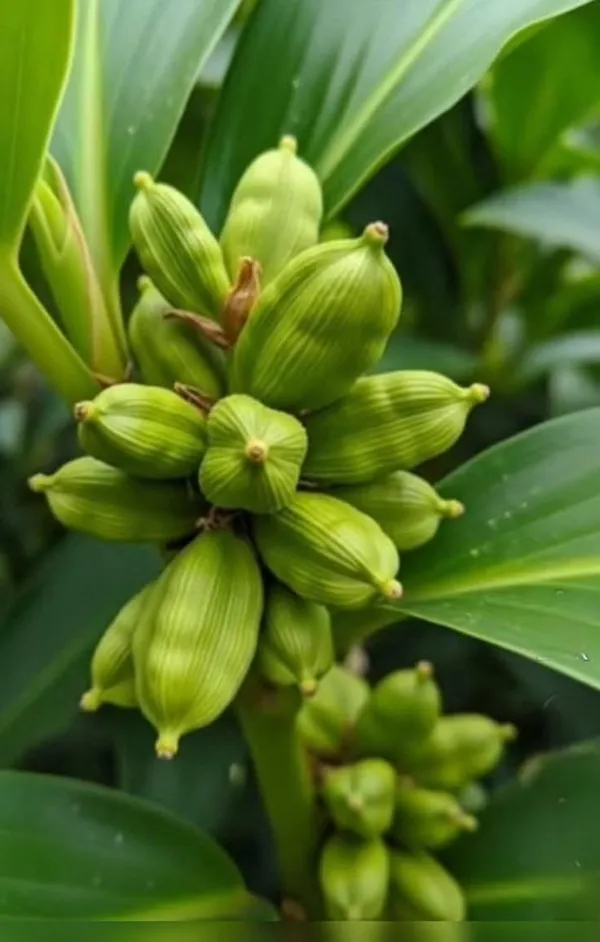 Elaichi_Plant