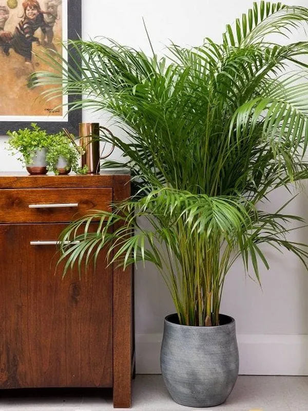 Erica_pam_plant