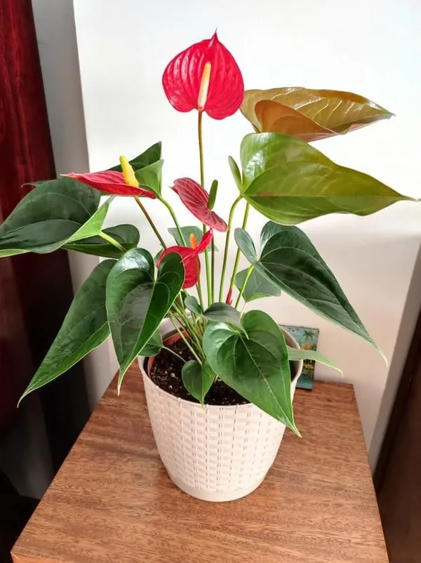 Evergreen_anthorium_plant