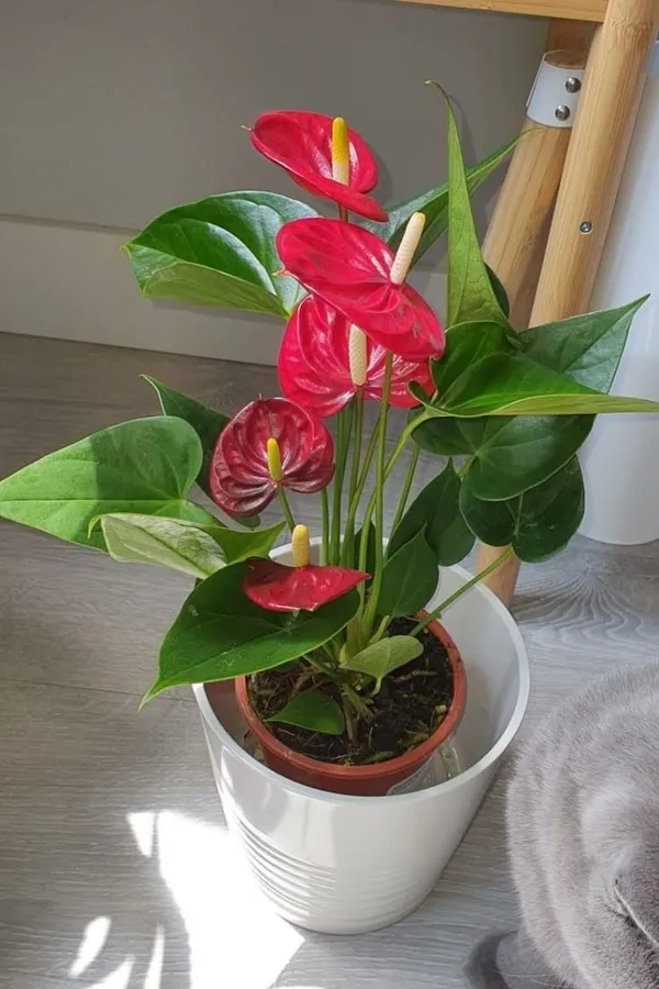 Evergreen_anthorium_plant