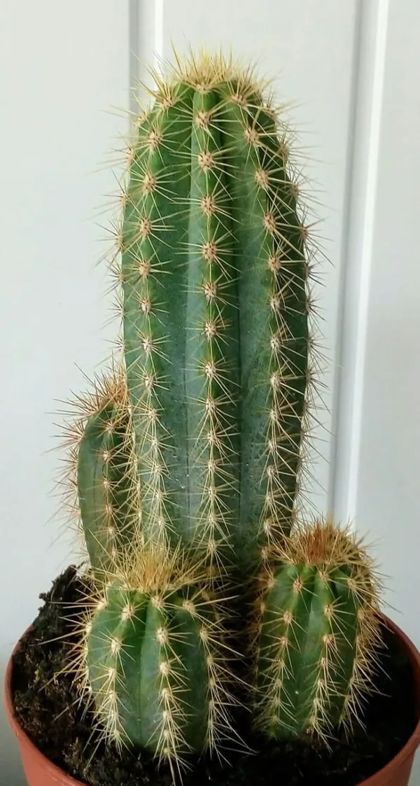 Fairy_castie_cactus_plant