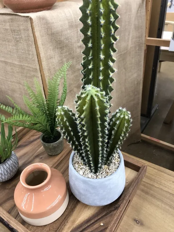 Fairy_castie_cactus_plant