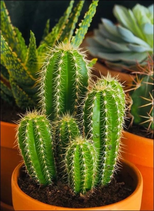 Fairy_castie_cactus_plant