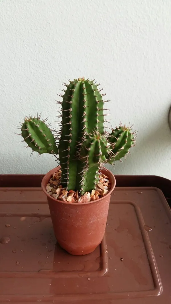 Fairy_castie_cactus_plant