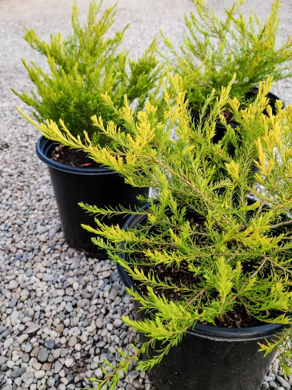 Golden_bottle_brush_plant