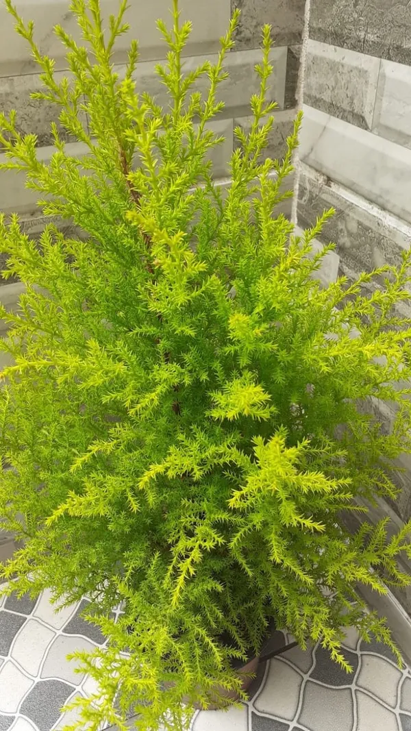 Golden_bottle_brush_plant