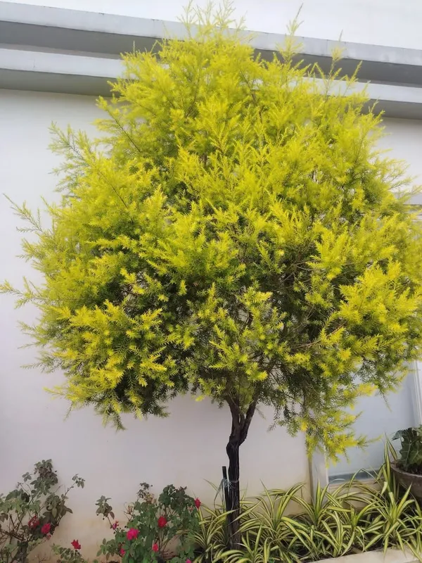 Golden_bottle_brush_plant