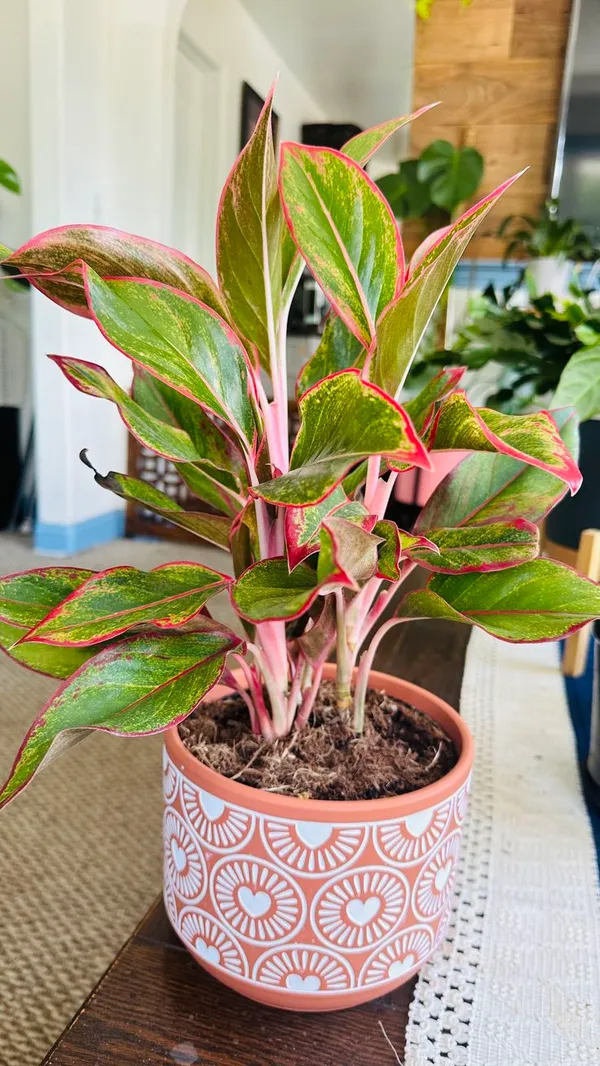 Aglaonema_Lipstick_Plant