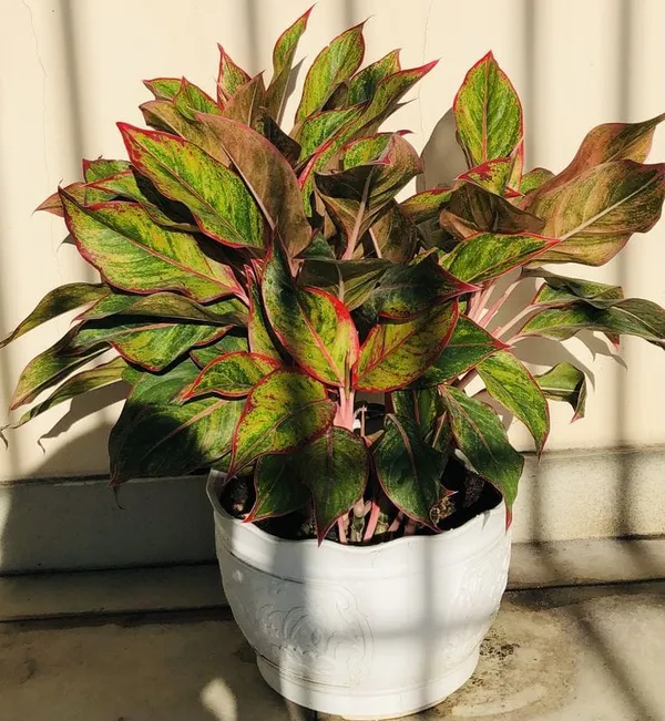 Aglaonema_Lipstick_Plant