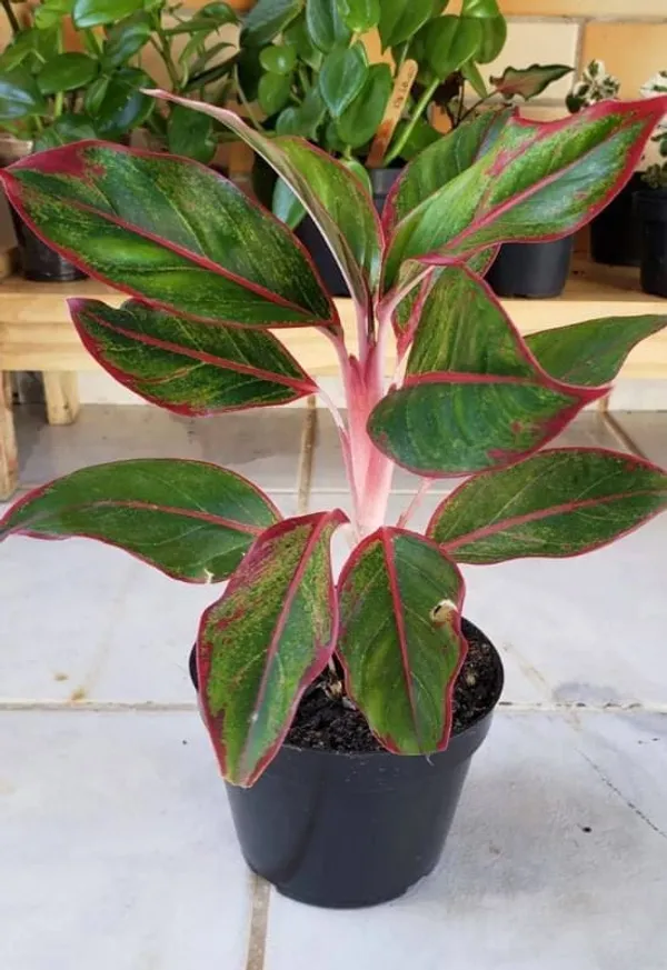 Aglaonema_Lipstick_Plant