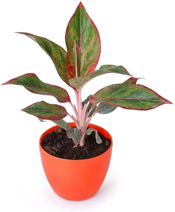 Aglaonema_Lipstick_Plant
