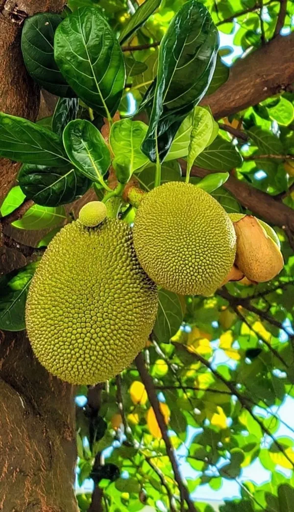 Jackfruit_plant