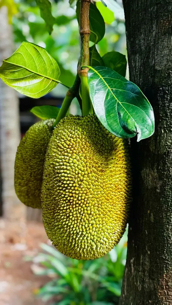 Jackfruit_plant