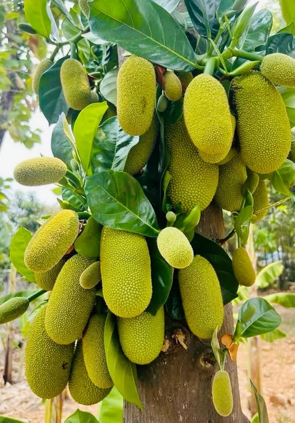 Jackfruit_plant