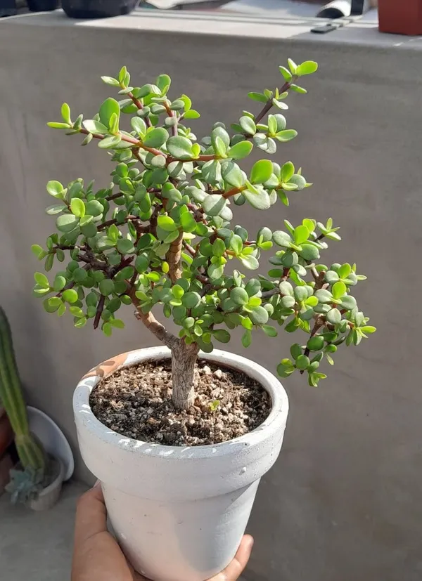 Jade_Plant
