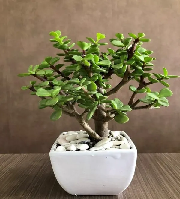 Jade_Plant