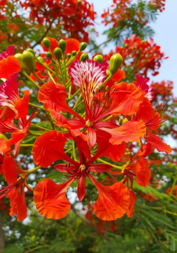 Krishnachura_flower_plant