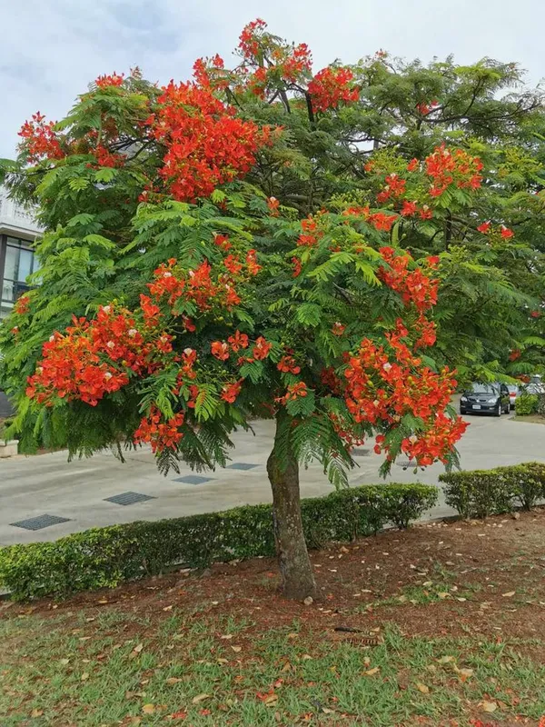 Krishnachura_flower_plant