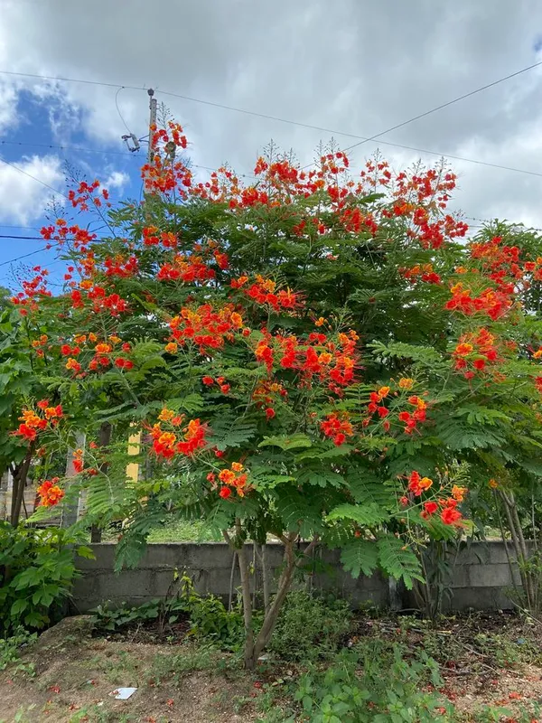 Krishnachura_flower_plant