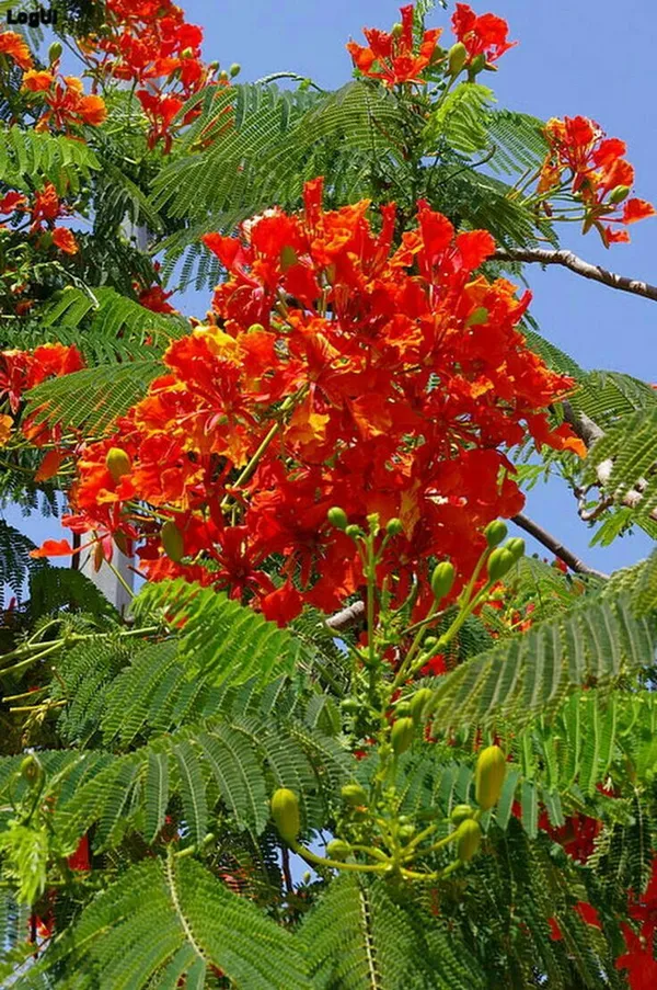 Krishnachura_flower_plant