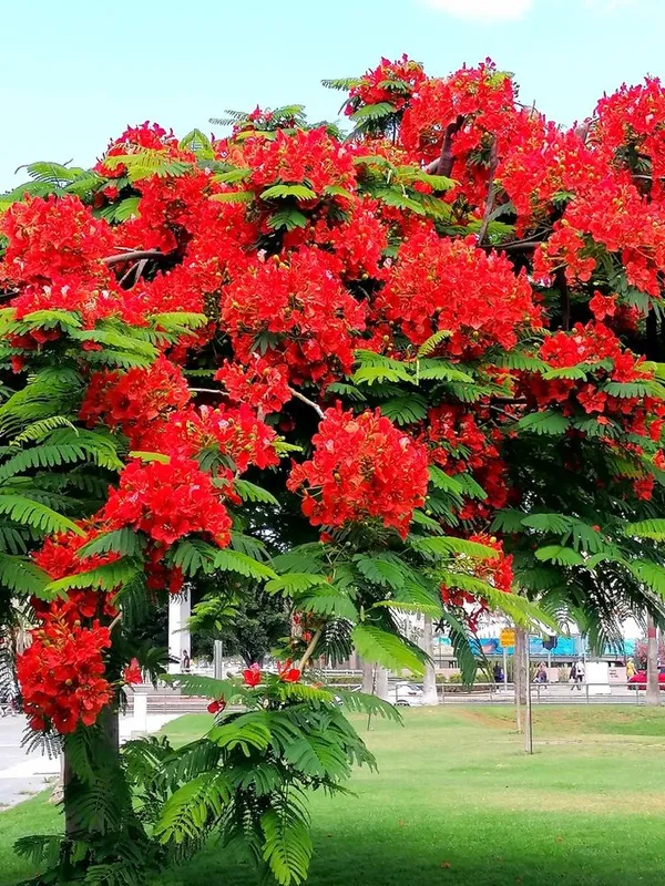 Krishnachura_flower_plant