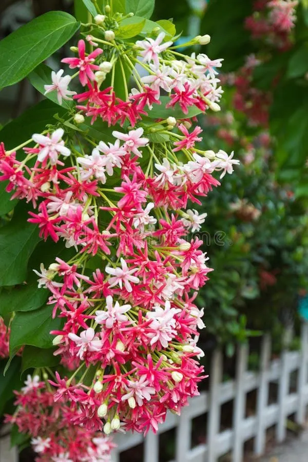 Madhavi_Latha_plants