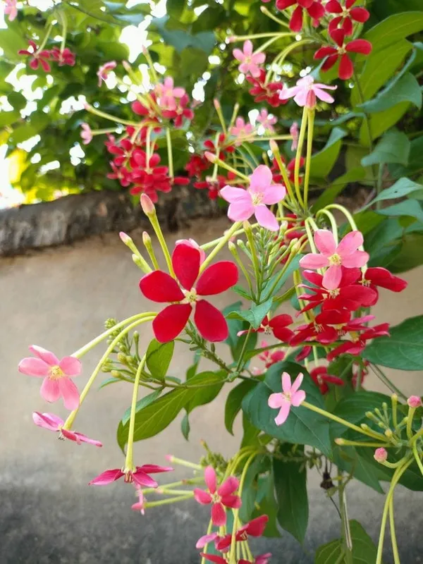 Madhavi_Latha_plants