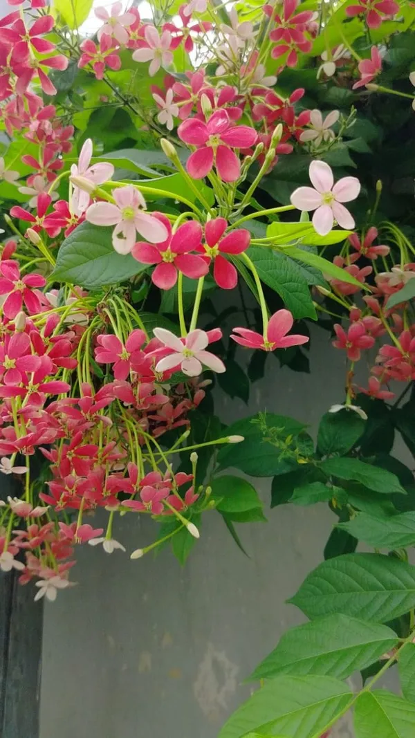 Madhavi_Latha_plants