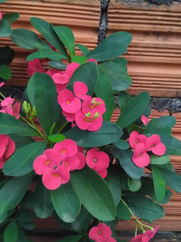 Mili_flower_plant