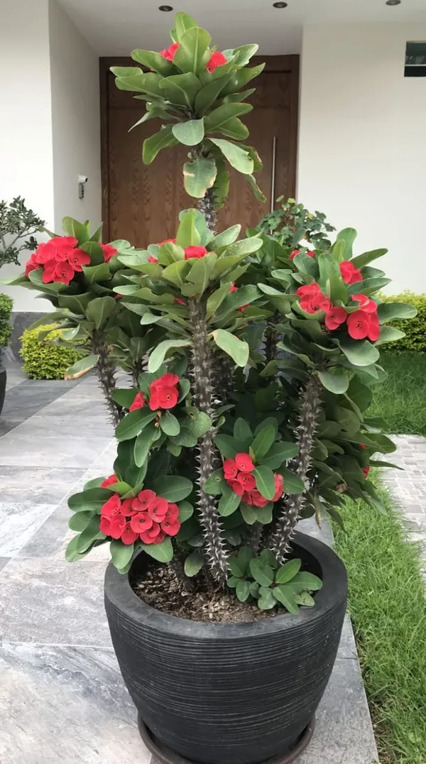 Mili_flower_plant
