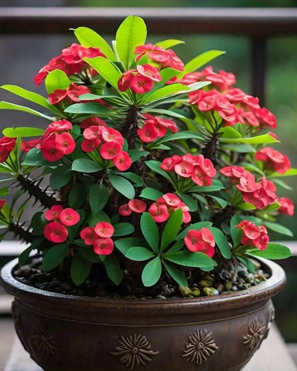 Mili_flower_plant