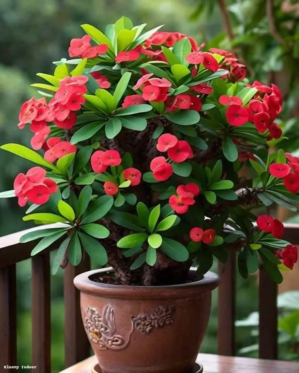 Mili_flower_plant