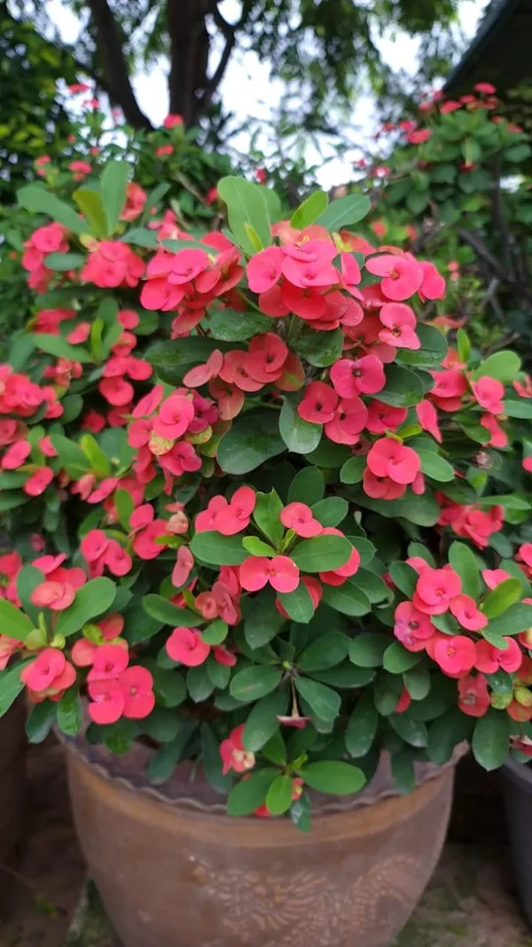 Mili_flower_plant