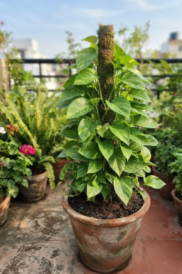 Money_plant