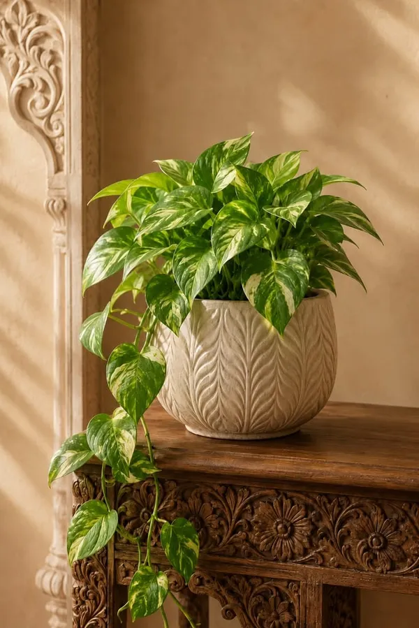 Money_plant