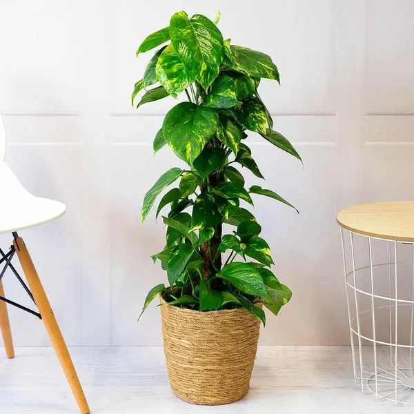 Money_plant