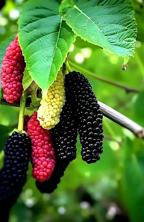 Mulberries_plant