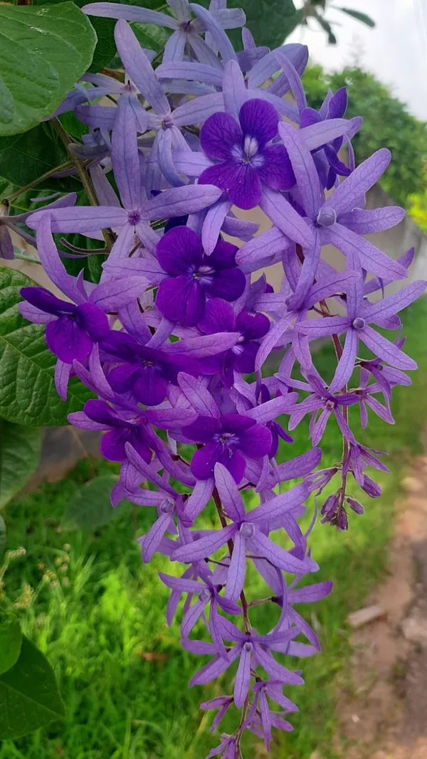 Nilmani_lata_fiower_plant