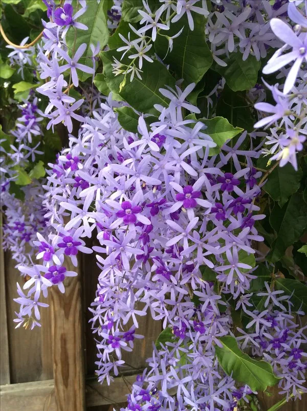 Nilmani_lata_fiower_plant