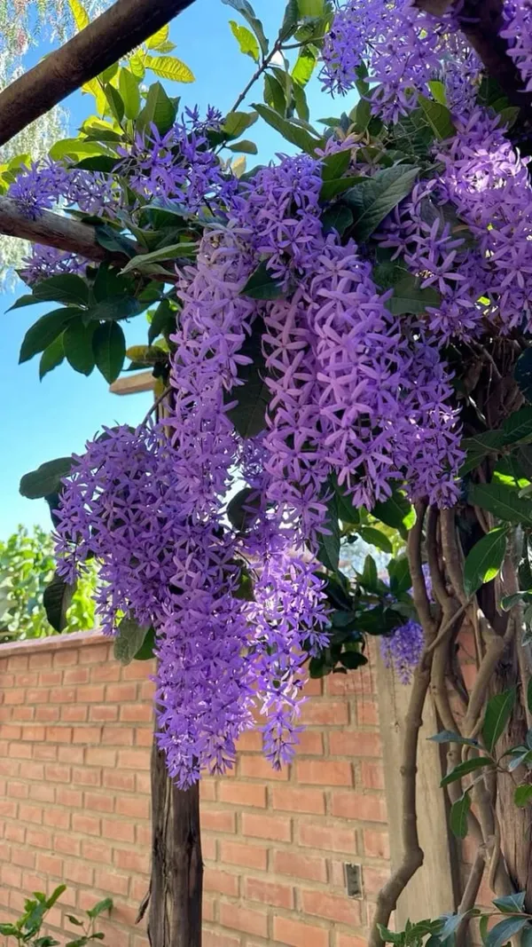 Nilmani_lata_fiower_plant