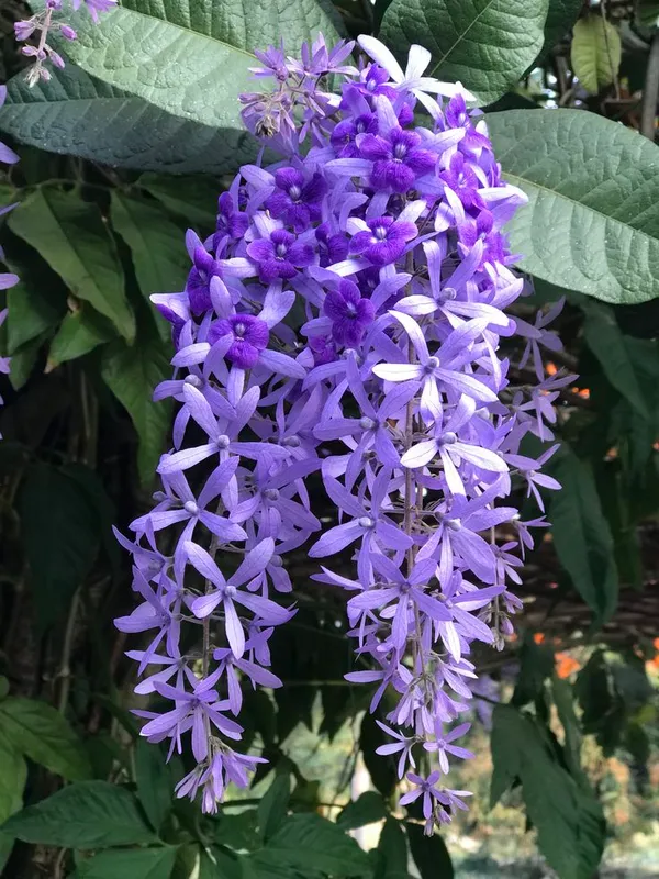 Nilmani_lata_fiower_plant
