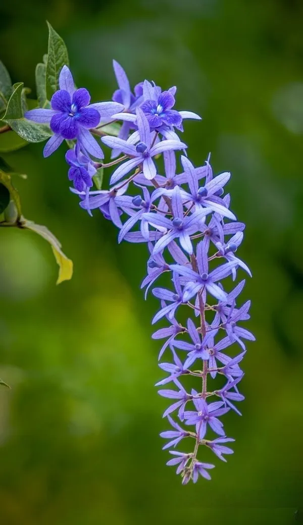 Nilmani_lata_fiower_plant