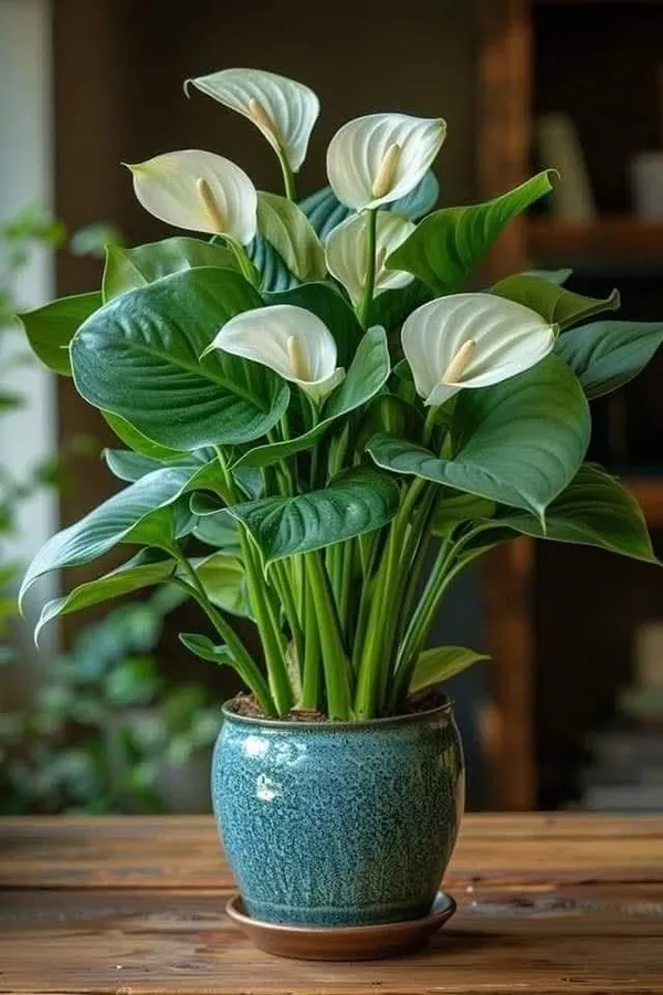 Peace_lily_plant