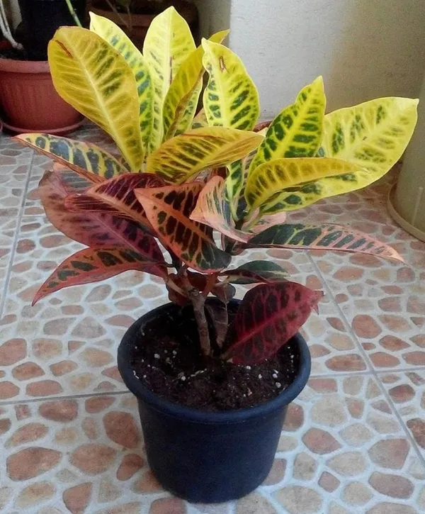 Petra_Croton_plant