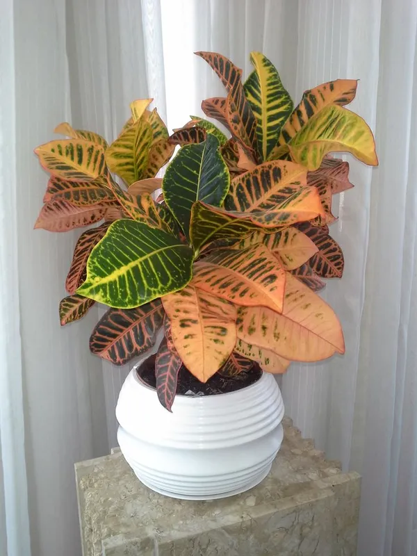 Petra_Croton_plant