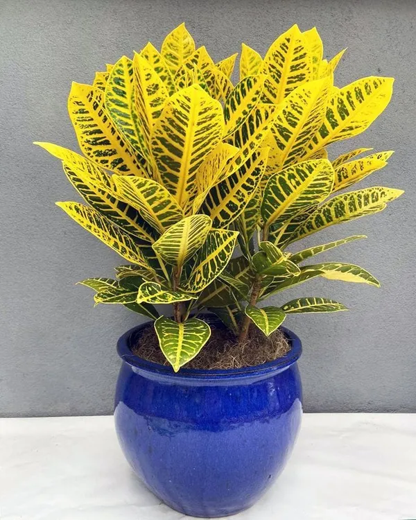 Petra_Croton_plant